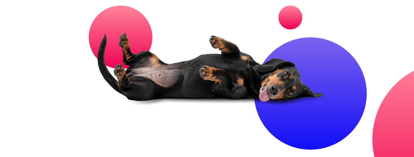 Dog lying down with decorative circles