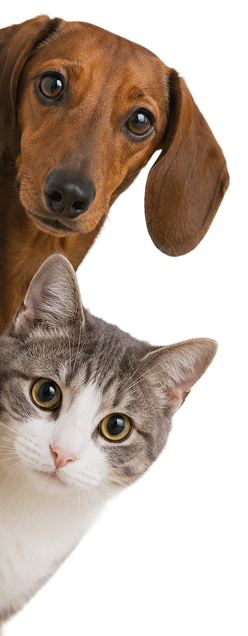 Dog and cat peeking