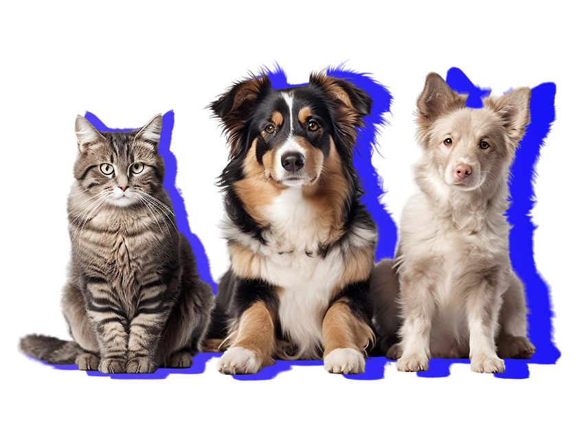 Everyday essentials for pets