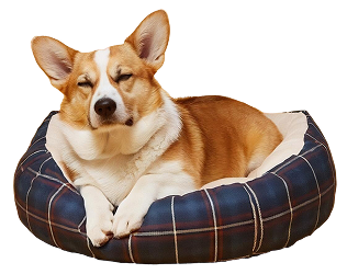 Dog Beds