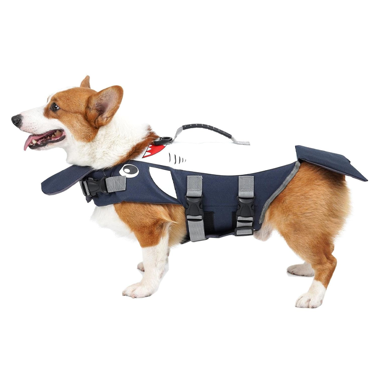Comfort Happy Companion Fresh Modern Companion
